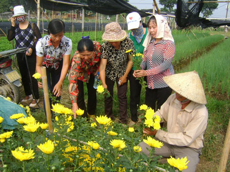 Hoa dừa cạn rủ, hoa dua can ru, hoa Tết, hoa Tet, hạt giống hoa, hoa treo, dạ yến thảo, hoa treo ban công, hạt giống hoa oải hương, bán hạt giống hoa oải hương, hat giong hoa oai huong, hạt giống  chất lượng cao, hat giong hoa , hat giong hoa chat luong cao, hoa trong tham, hoa trong chau,